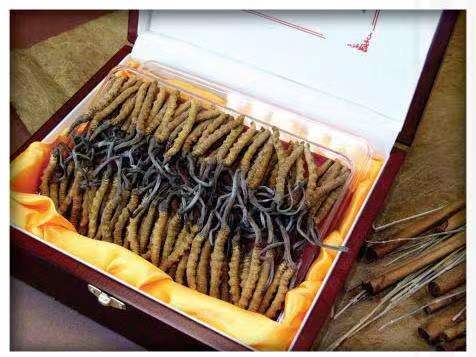 禄丰冬虫夏草回收